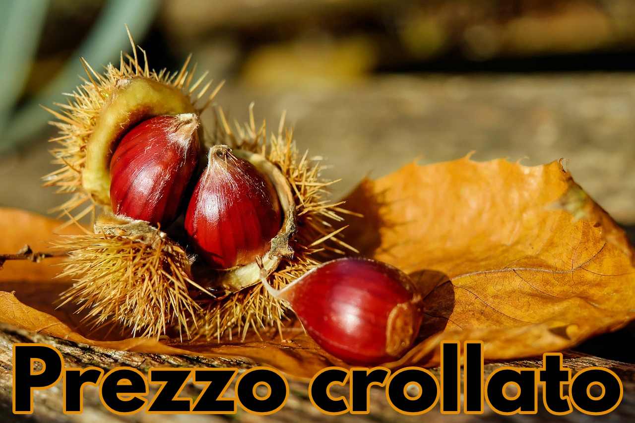 Castagne: il prezzo crolla a 0,20 cent al chilo, ecco cosa succede